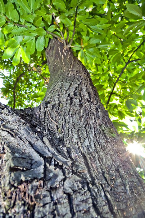 Albero di marroni