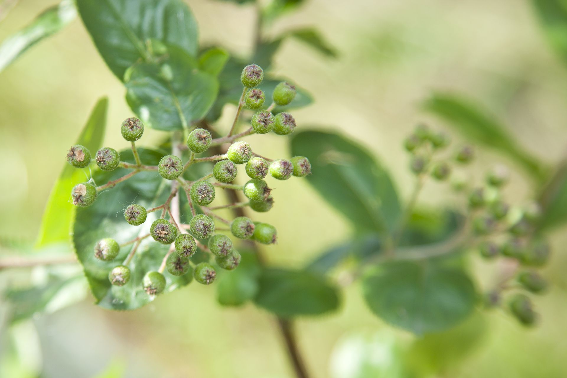 Aronia