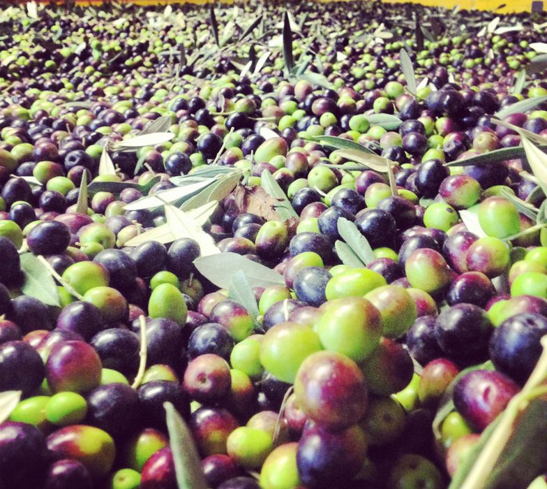 Olive