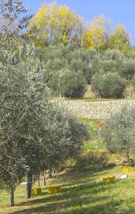 Olivi