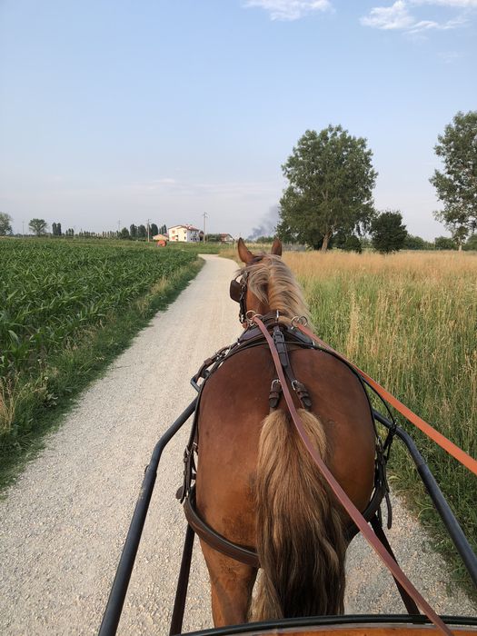 Carrozza