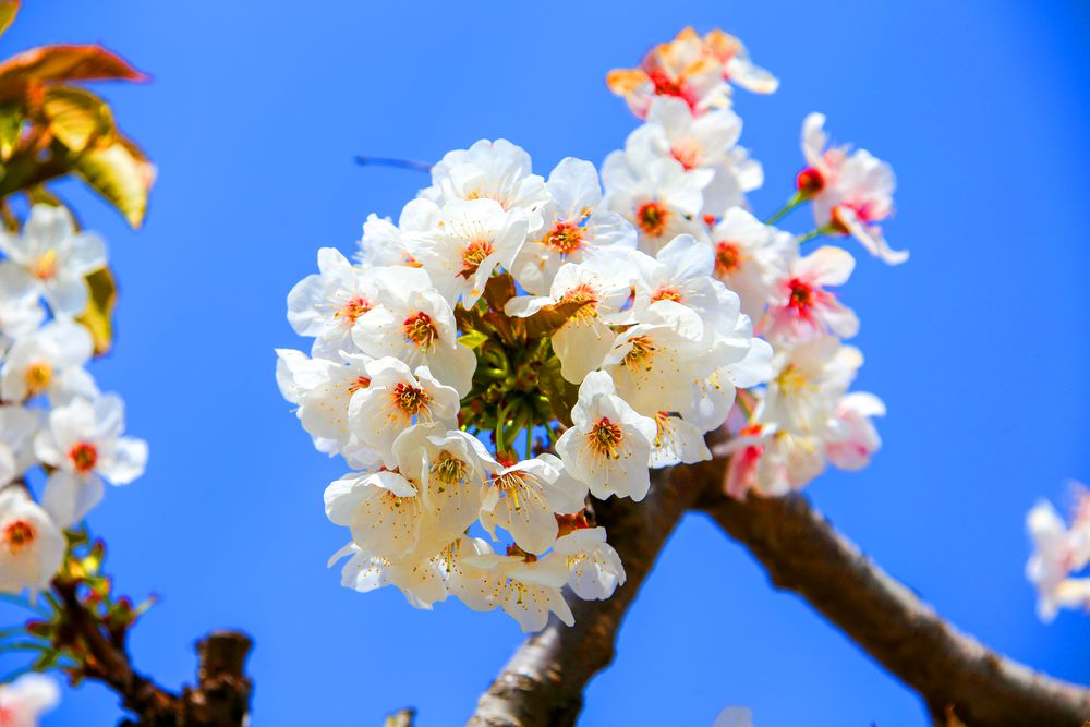 Ciliegi in fiore