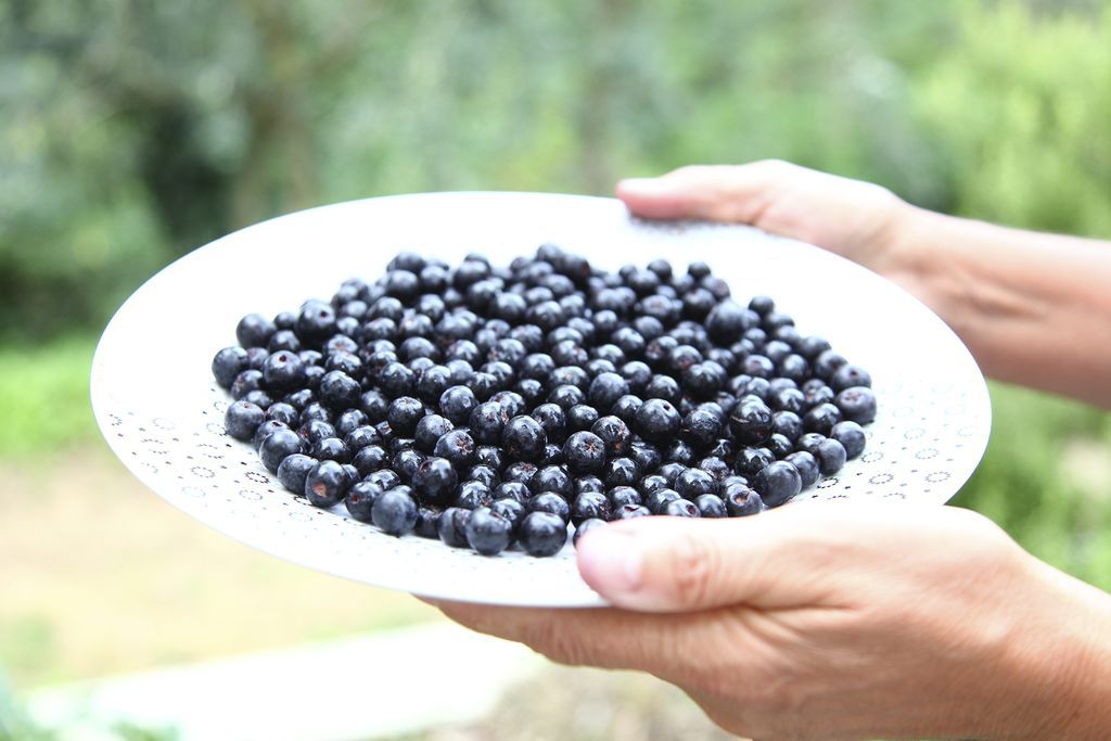 Aronia