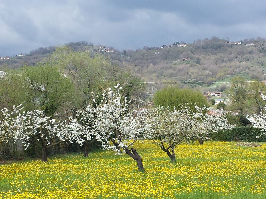 Ciliegi in fiore