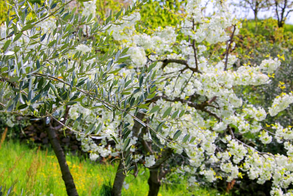 Ciliegi in fiore