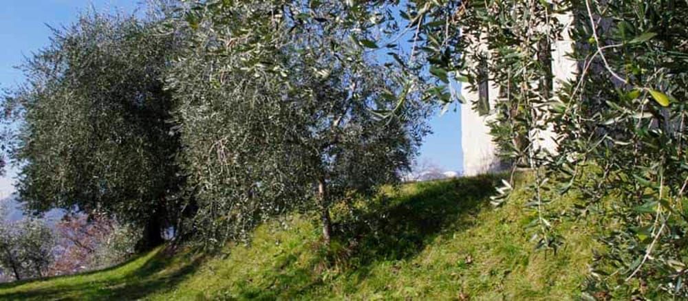 olivi